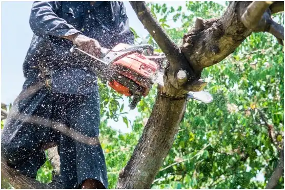 tree services Albion